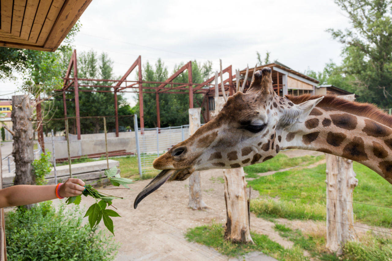 Ростовский зоопарк